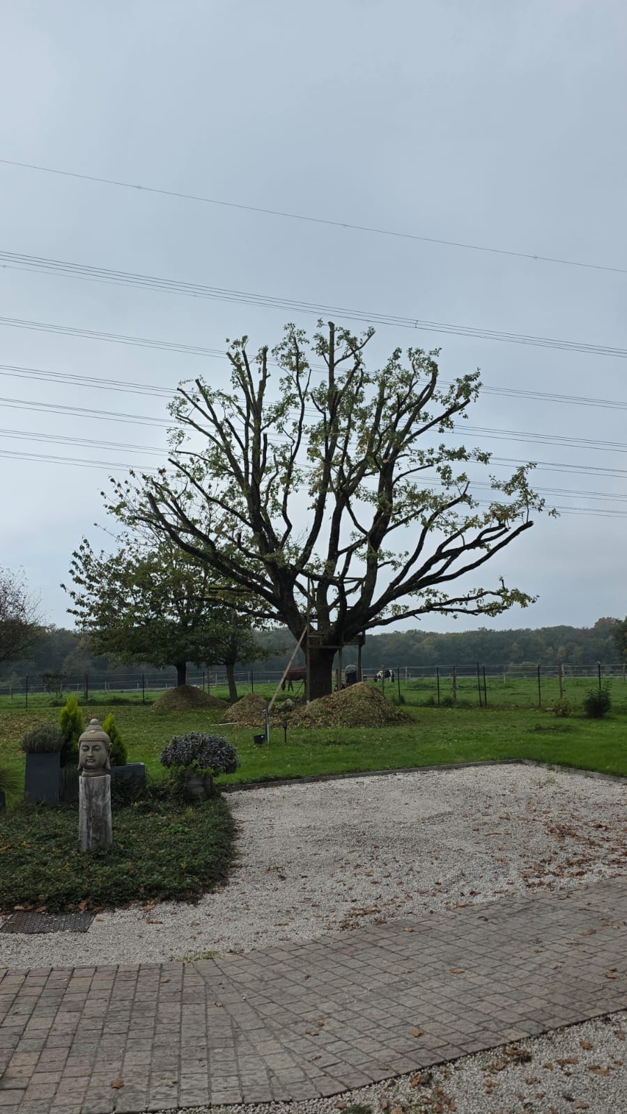 élagage arbre