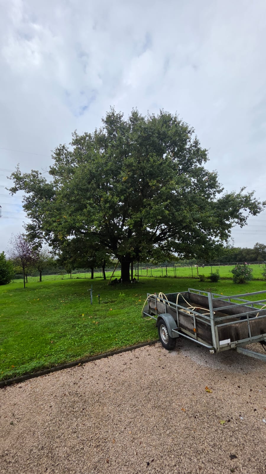 élagage arbre avant