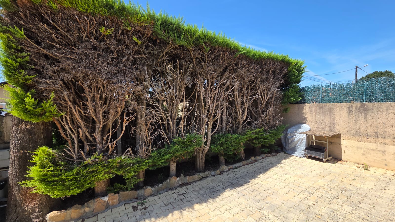 avant abattage des arbres et arrachage des souches avec remise en place des pavés